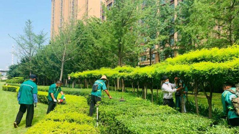 屋顶绿化植物价格报价单：揭秘成本构成与选购要点